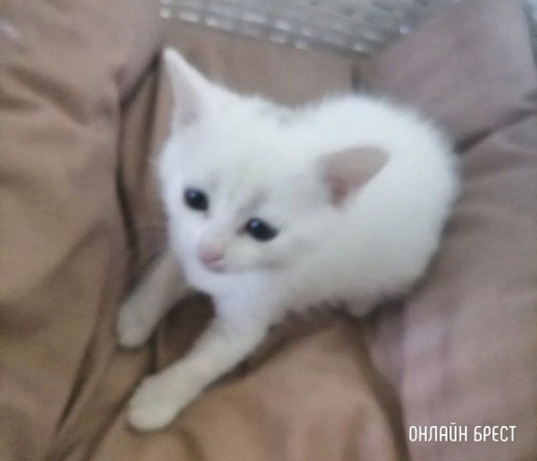 
                Читатель: В Тельмах-2 увидели пакет, который рвали собаки, там было трое котят, к сожалению удалось спасти только одного
            