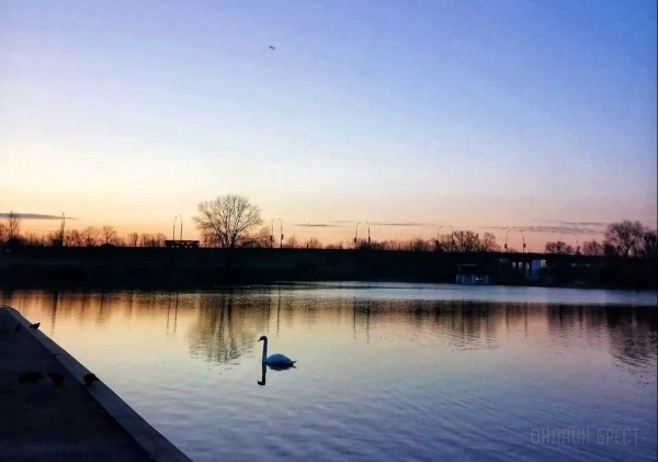 
                Читатель: Река и лебеди. Рассвет на Набережной Бреста
            