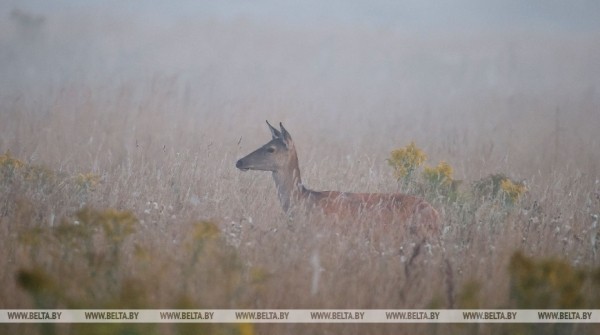 Осеннее утро в Беловежской пуще
