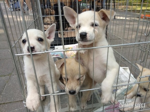 Правила содержания домашних животных в Беларуси. Список