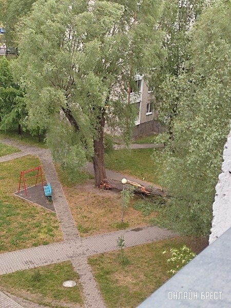 
                Читатель: На Суворова в Бресте упало дерево
            