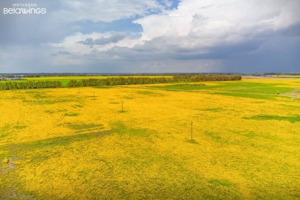 
                Нет, это не рапс, как вы могли подумать на первый взгляд. Это огромное поле цветущих одуванчиков недалеко от Бреста рядом с д. Братылово
            