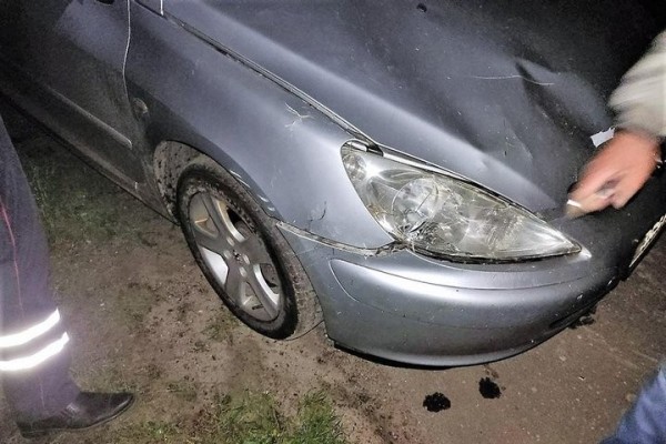 Cпасая от гибели лося, водитель Peugeot перевернулся в кювете. Видео