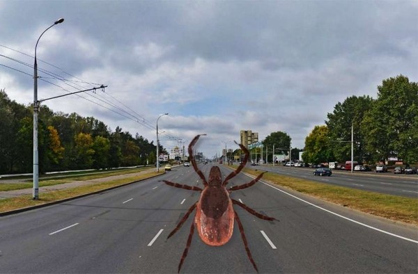 Что делать, если клещ уже «вцепился»: советы энтомолога