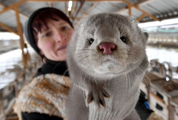 В Пинском районе норки полакомятся «импортозамещающим» комбикормом