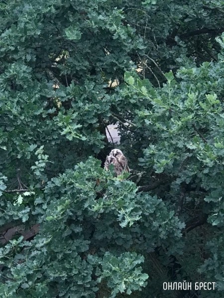Читатель: Милота! В Бресте на Востоке поселились совы :)
             
                Читатель: Милота! В Бресте на Востоке поселились совы :)