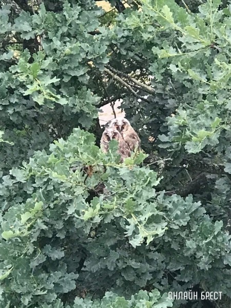 Читатель: Милота! В Бресте на Востоке поселились совы :)
             
                Читатель: Милота! В Бресте на Востоке поселились совы :)