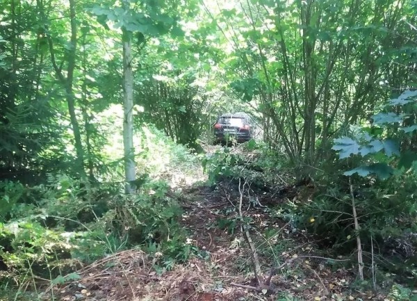 В Беларуси «Опель» сбил насмерть лося – пострадали водитель и пассажирка В Беларуси «Опель» сбил насмерть лося – пострадали водитель и пассажирка