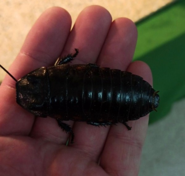 Нашествие пауков-гигантов, скорпионов, ящериц и тарантулов в Бресте. Приходи на выставку «Опасные и прекрасные» в кинотеатре «Беларусь»