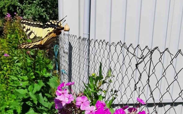 Редкую бабочку встретила жительница Брестской области на своем участке
