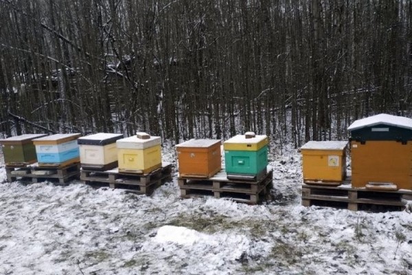 Увлечение родом из детства: как пчеловод из Кобрина продолжает дело родителей