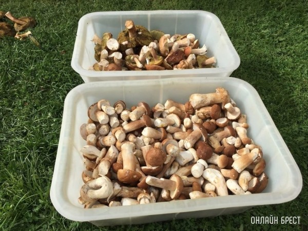 Лесной бизнес. Много ли можно заработать на сборе и продаже ягод или грибов