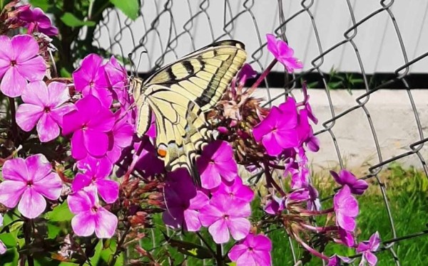 Редкую бабочку встретила жительница Брестской области на своем участке