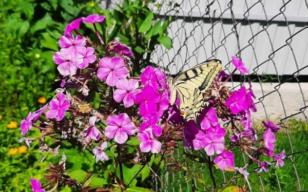 Редкую бабочку встретила жительница Брестской области на своем участке