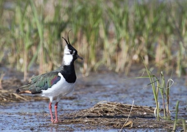 Чибиса, готовящегося атаковать соперника, запечатлел фотограф в пойме Припяти у Пинковичей (Брестская область)