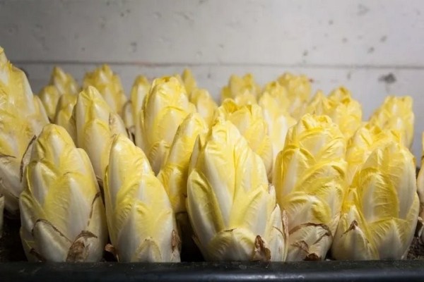 Через «Козловичи» везли 20 тонн зелени по недействительным документам