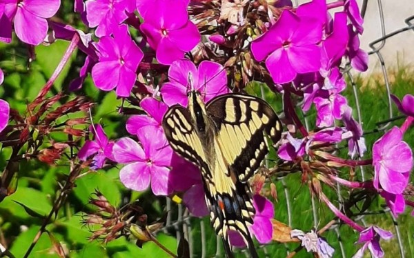 Редкую бабочку встретила жительница Брестской области на своем участке