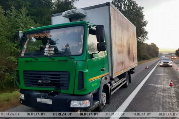 В Березовском районе на М1 сбили животное