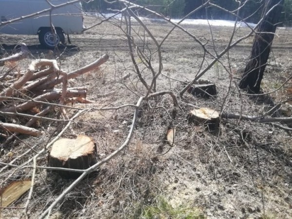 В Беловежской пуще мужчина незаконно вырубил 15 сухостойных сосен