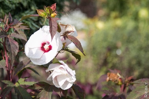 «Высадил рассаду на 11 тысяч долларов». Как обычный парень из Бреста создал сад с тысячами растений на 2 гектарах