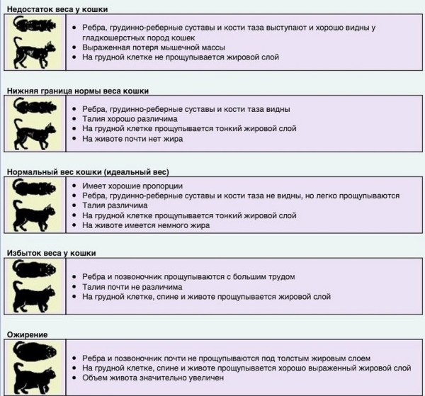 Толстый – значит милый? Ожирение у домашних животных