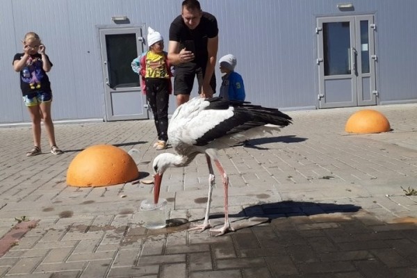 В Кобрине аист прилетел к «Санте» попить воды