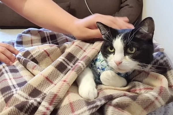 Самый известный белорусский кот заболел и перенес операцию