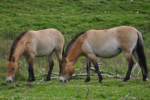 В Красную Книгу Беларуси внесли новое животное