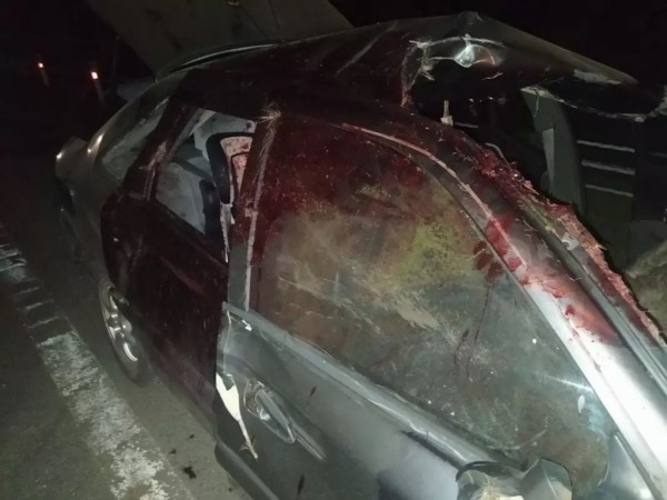 Жесткое ДТП в Беларуси: автомобиль «Рено» столкнулся с лосем