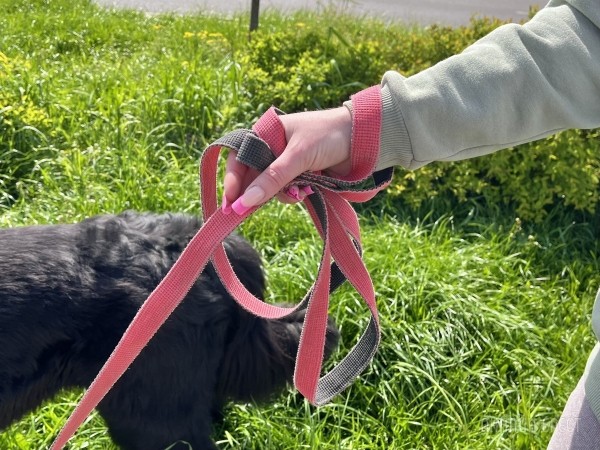 ГИГАНТСКИЕ СОБАКИ. Сколько денег уходит на содержание двух 60-килограммовых собак в панельной трёшке в Бресте?