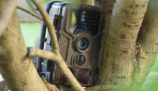 В белорусских лесах станет больше камер видеонаблюдения