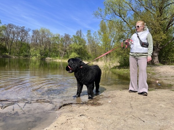 ГИГАНТСКИЕ СОБАКИ. Сколько денег уходит на содержание двух 60-килограммовых собак в панельной трёшке в Бресте?
