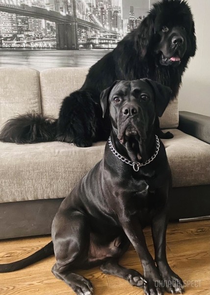 ГИГАНТСКИЕ СОБАКИ. Сколько денег уходит на содержание двух 60-килограммовых собак в панельной трёшке в Бресте?