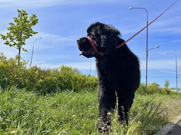ГИГАНТСКИЕ СОБАКИ. Сколько денег уходит на содержание двух 60-килограммовых собак в панельной трёшке в Бресте?