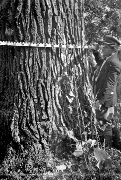 В Беловежской пуще измерили дуб-великан