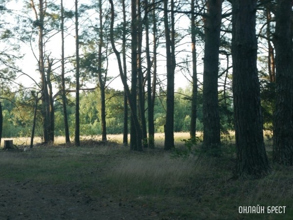 Минлесхоз рассказал, можно ли проехать через лес на рыбалку во время запрета на посещение лесов