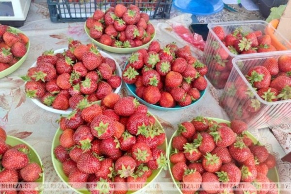 На рынке в Березе появилась черника. Почем?