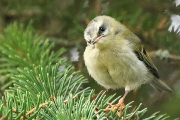 В Пинске поселилась самая маленькая птица Европы