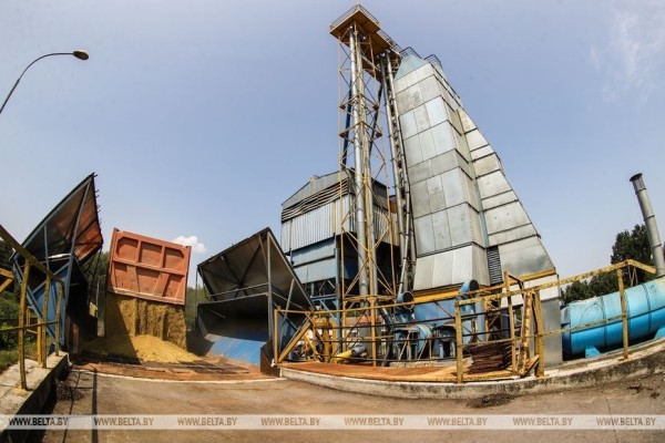 «Стараемся на деле проявлять заботу о людях», или Как в Кобринском районе начали жатву