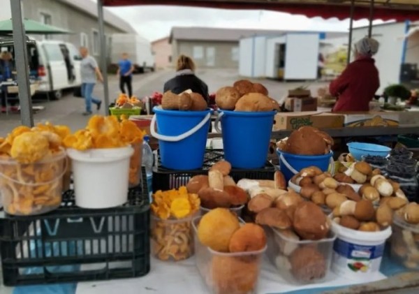 Сезон «тихой охоты»: почем грибы на рынке в Бресте и на Куфаре