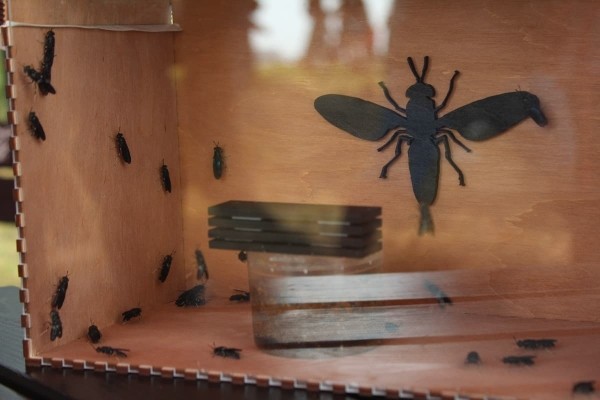 Дискотека, лазерное шоу, красочный фейерверк. Смотрите, как в Пинском районе прошел гастрономический и экологический фестиваль «Полесский вьюн»