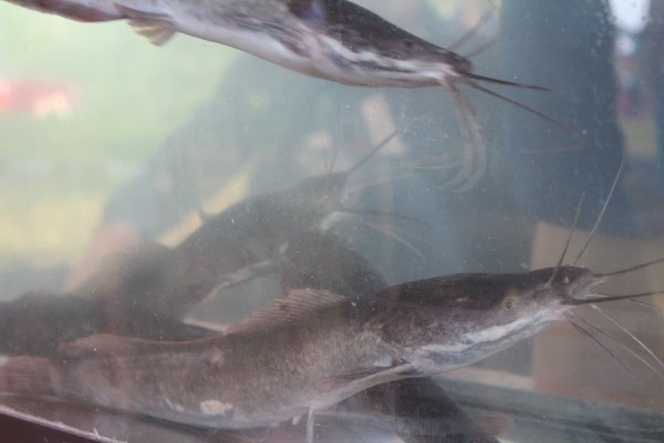 Дискотека, лазерное шоу, красочный фейерверк. Смотрите, как в Пинском районе прошел гастрономический и экологический фестиваль «Полесский вьюн»