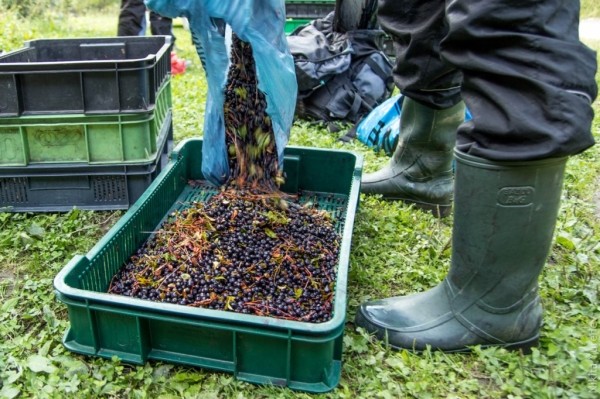 Сколько белорусам платят за заготовку овощей, фруктов и даров леса? Рассказали в Белкоопсоюзе