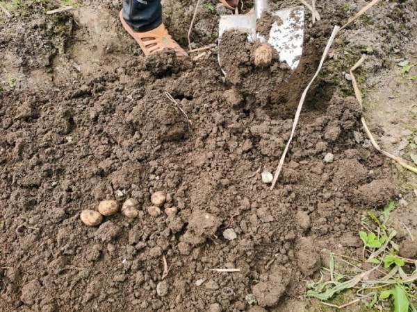 Копал картошку и нашёл клад! Что делать?