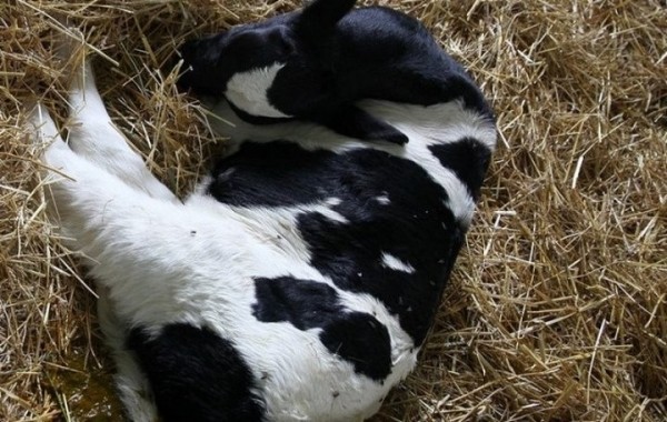 Суд в Пружанах огласил приговор животноводу по уголовному делу о пожаре с погибшими телятами