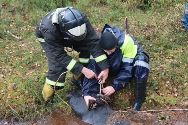 В Беларуси спасли 14 провалившихся в болото коров