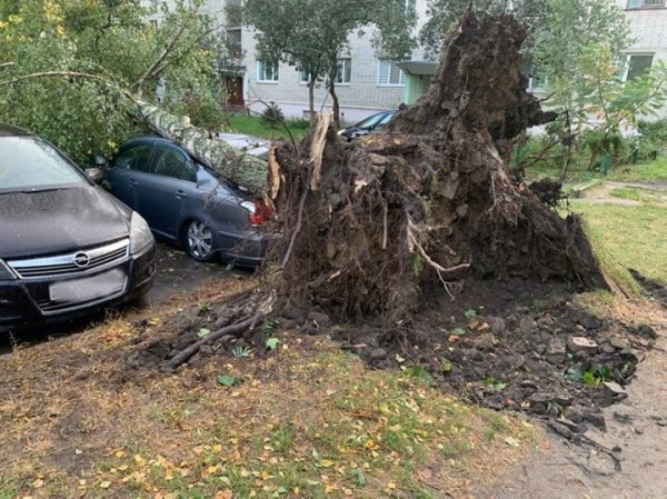 В Брестской области сильный ветер валил деревья и пролеты железобетонных заборов. Сколько автомобилей пострадало?