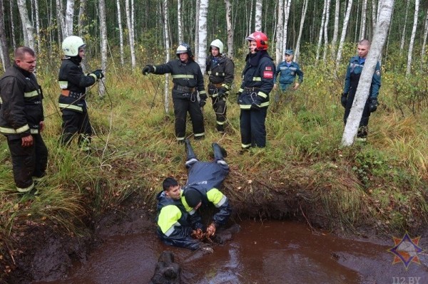 В Беларуси спасли 14 провалившихся в болото коров