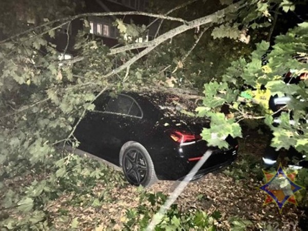 В Брестской области сильный ветер валил деревья и пролеты железобетонных заборов. Сколько автомобилей пострадало?