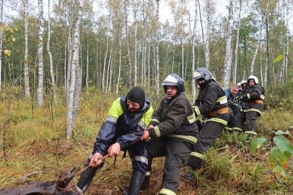В Беларуси спасли 14 провалившихся в болото коров